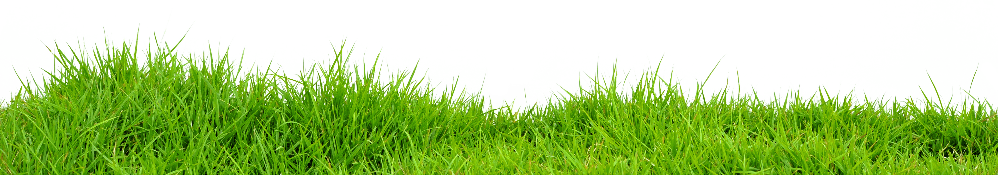 Grass Green Grass Transparent PNG Image
