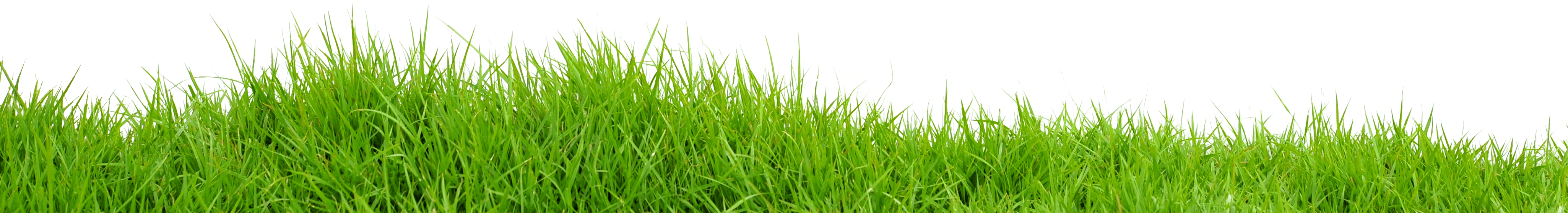 Grass Green Grass Transparent PNG Image
