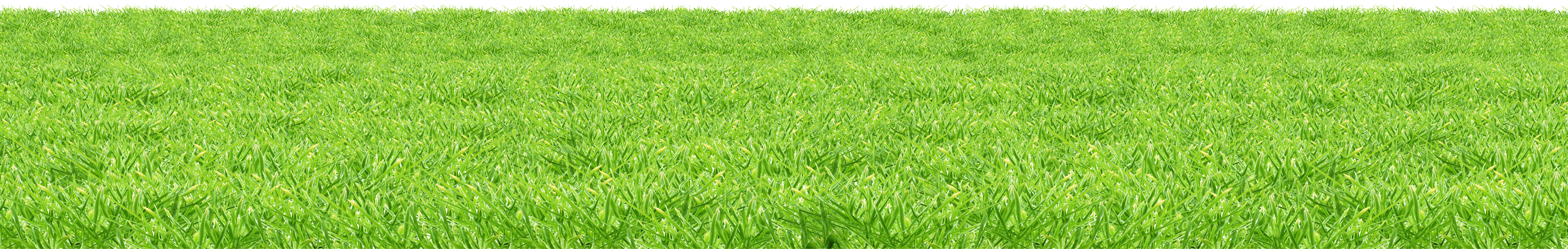 Grass Green Grass Transparent PNG Image