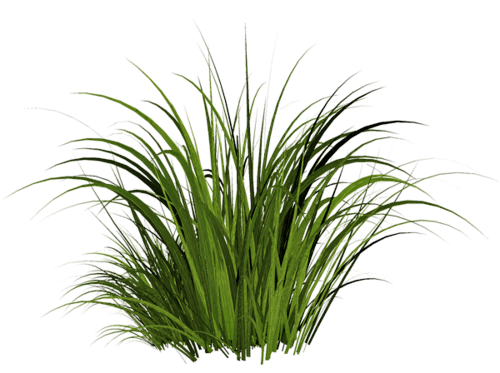 Grass Green Grass Transparent PNG Image