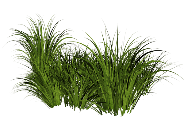 Grass Green Grass Transparent PNG Image