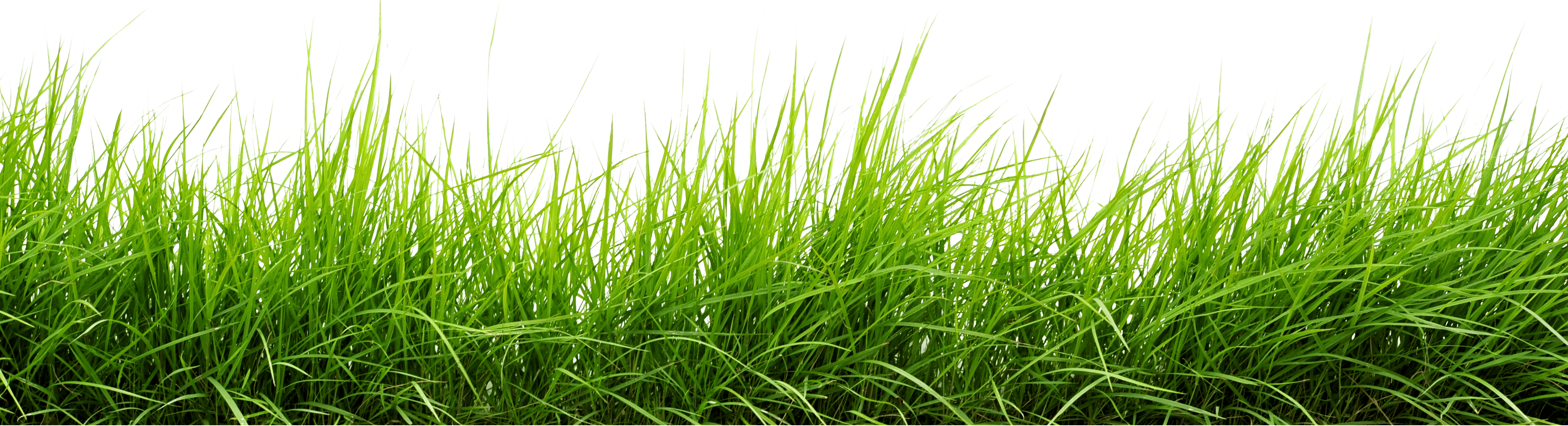 Grass Green Transparent PNG Image