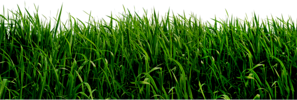 Grass Transparent PNG Image