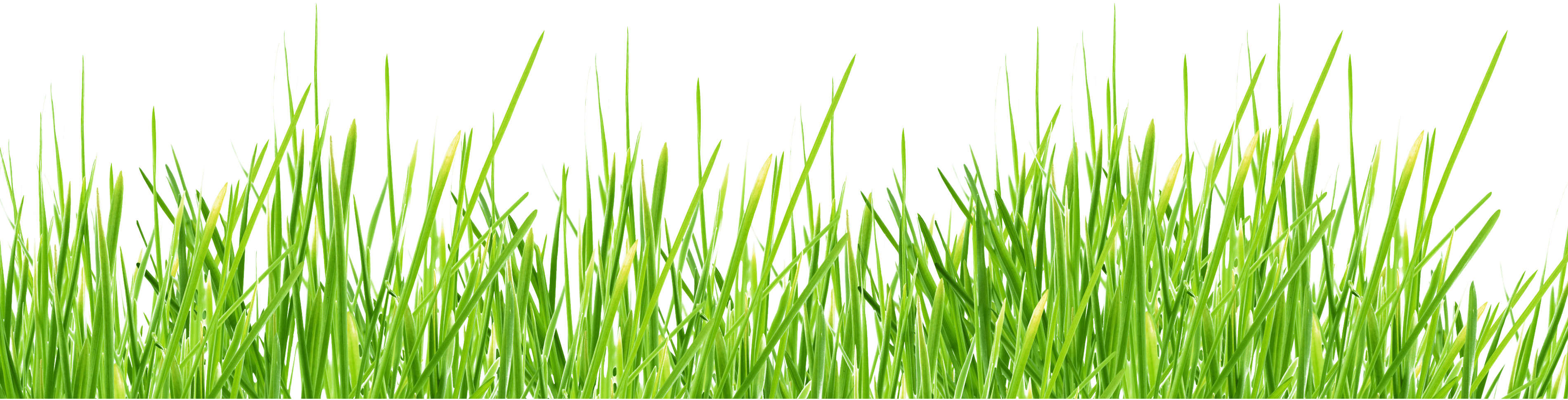 Grass Green Transparent PNG Image