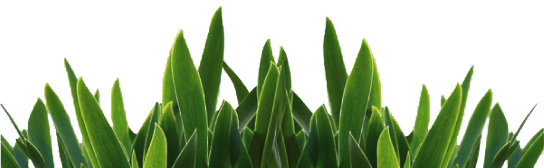 Grass Green Grass Transparent PNG Image