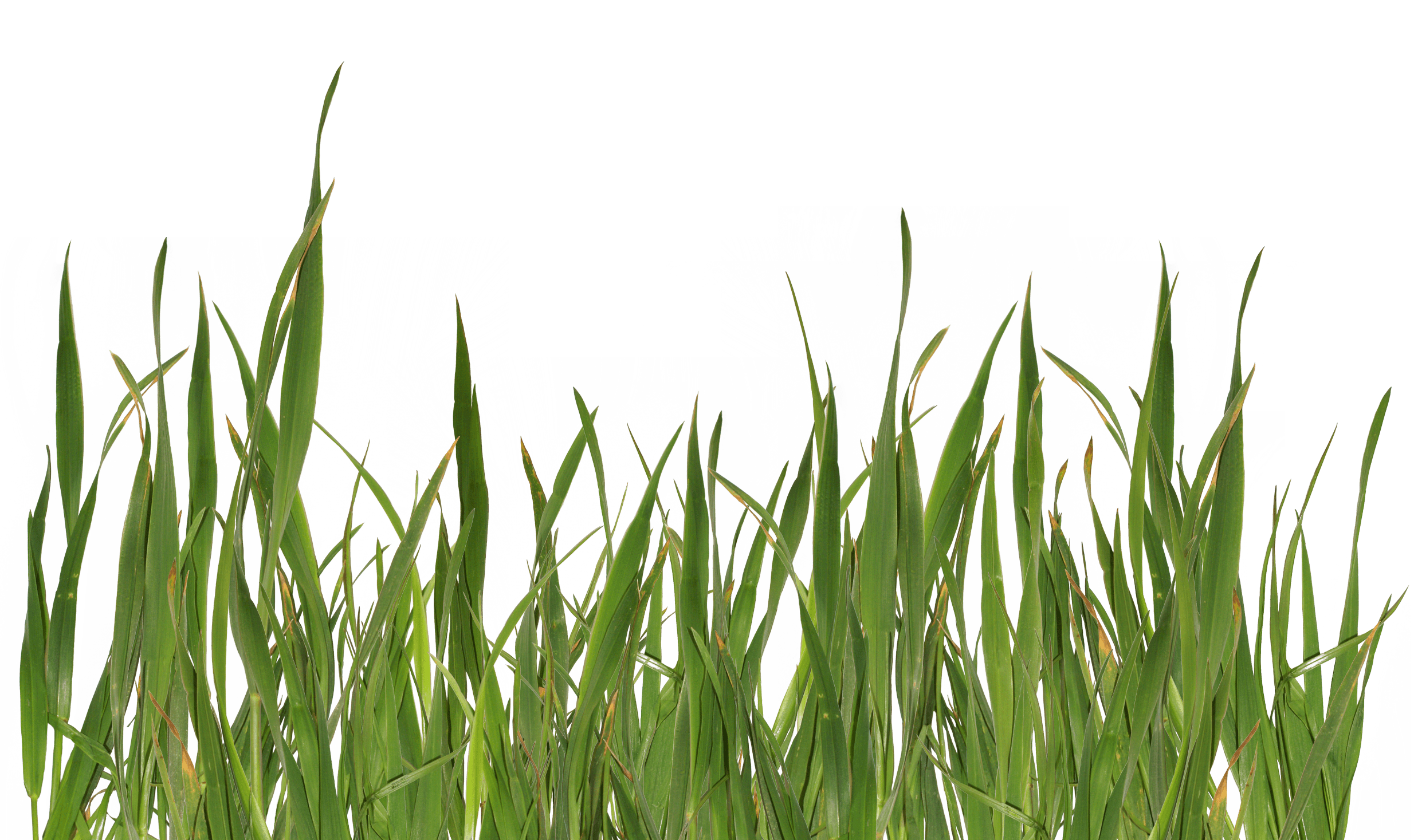 Grass Green Transparent PNG Image