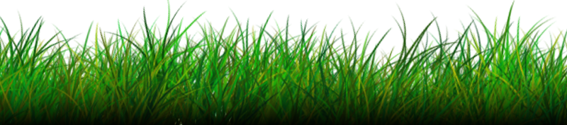 Grass Transparent PNG Image