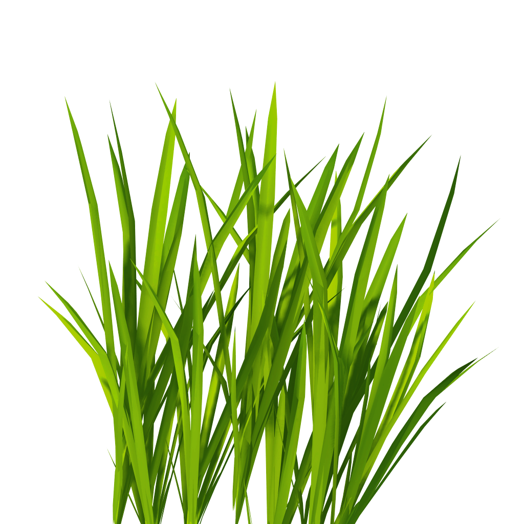 Grass Green Grass Transparent PNG Image