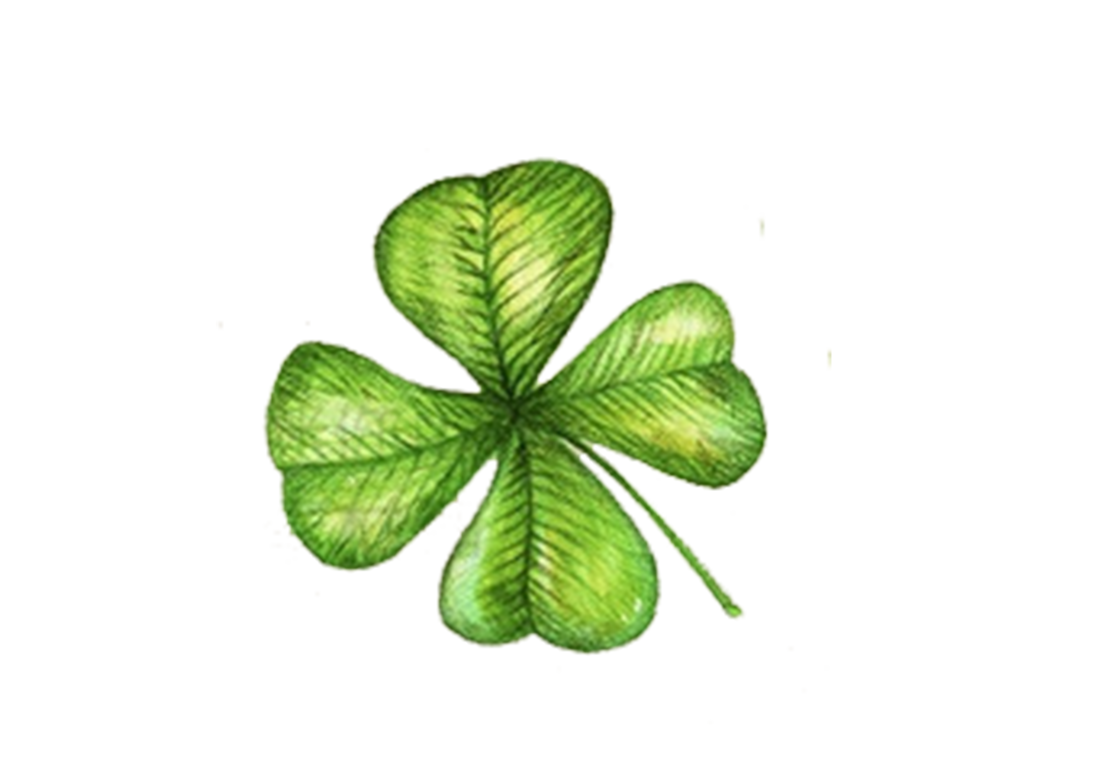 Shamrock Clover Leaf Fourleaf Transparent PNG Image