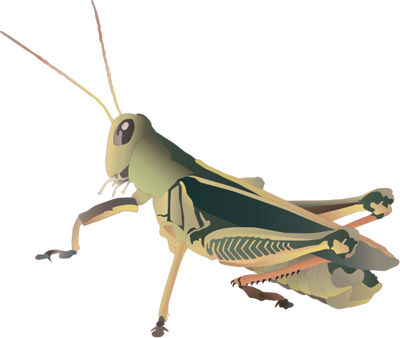 Grasshopper Transparent PNG Image