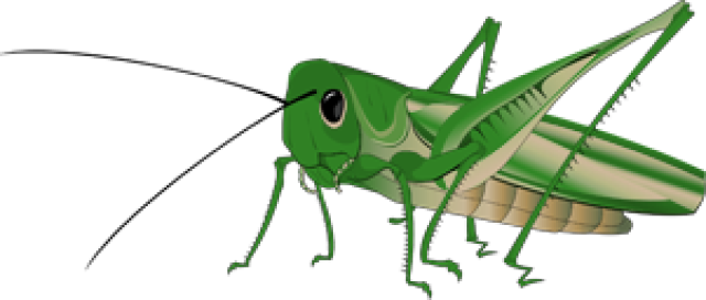 Grasshopper Background Transparent PNG Image