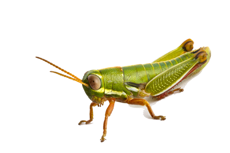 Grasshopper Transparent PNG Image