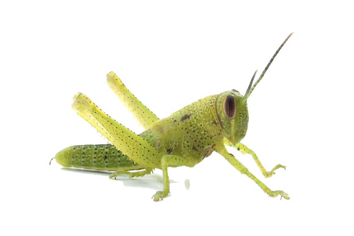 Grasshopper Transparent PNG Image