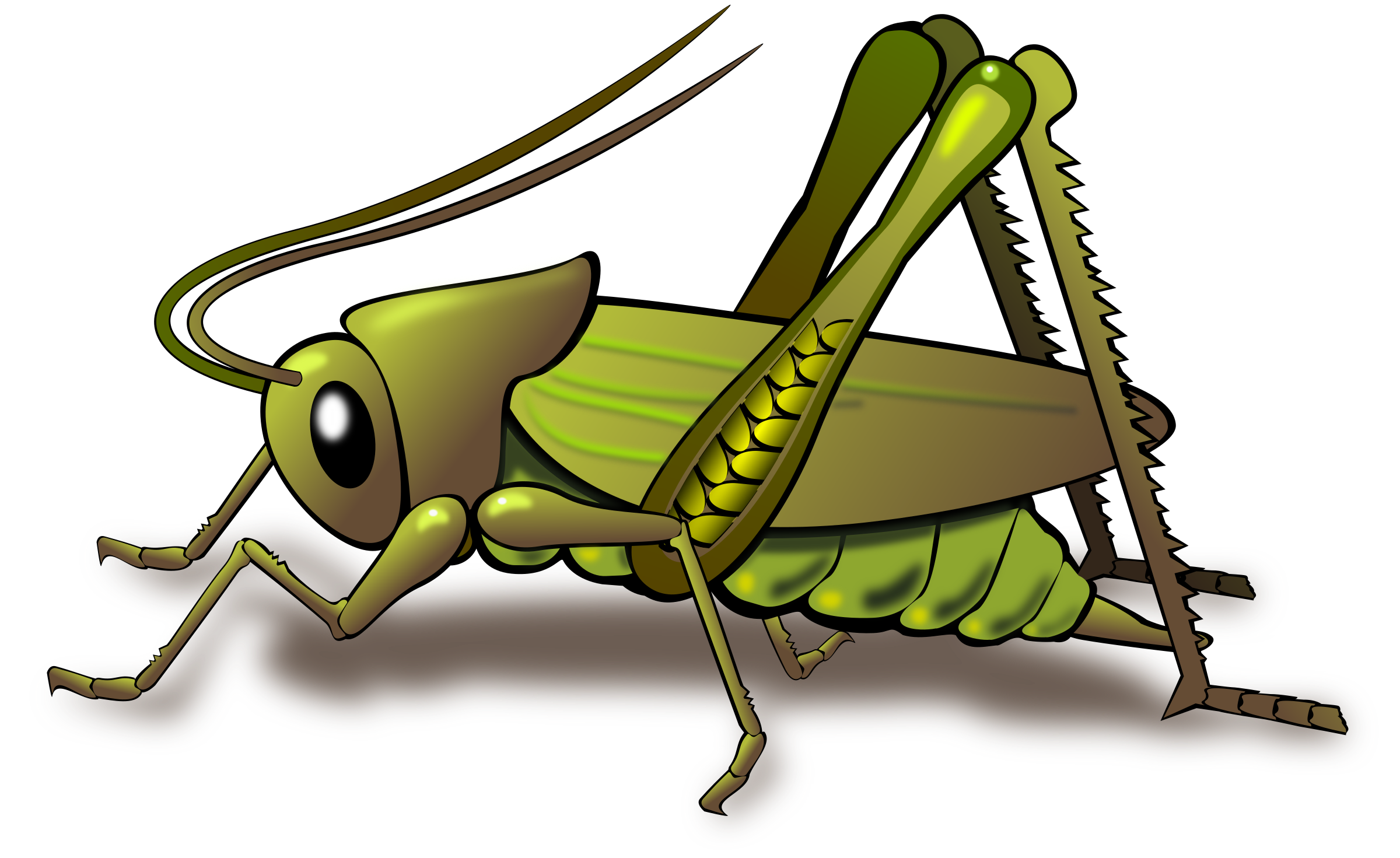 Grasshopper Transparent PNG Image