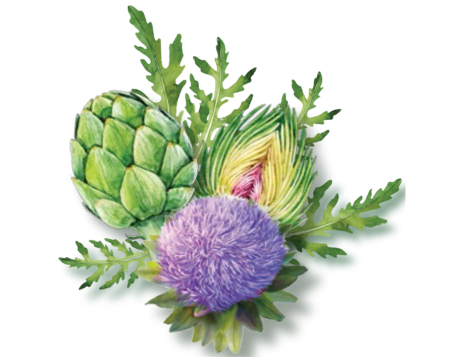 Single Artichoke Transparent PNG Image