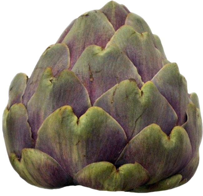Single Artichoke Transparent PNG Image