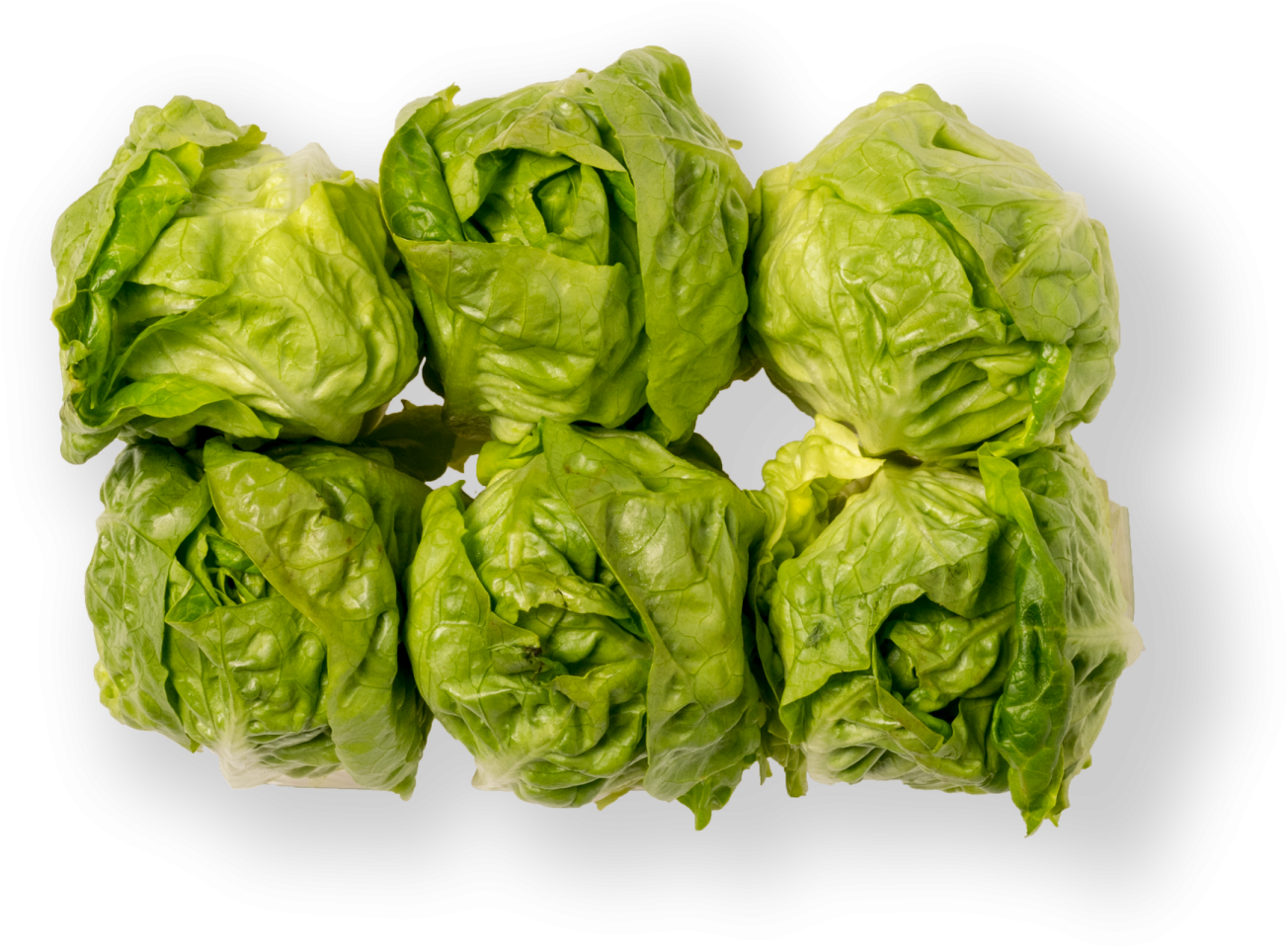 Sprouts Brussels Transparent PNG Image