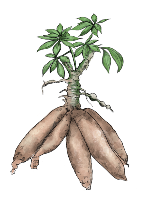 Organic Cassava Transparent PNG Image