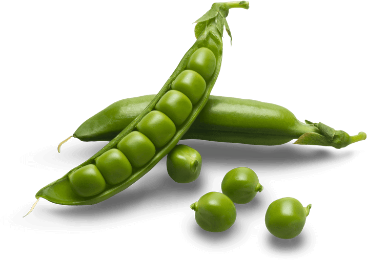 Green Organic Pea Transparent PNG Image