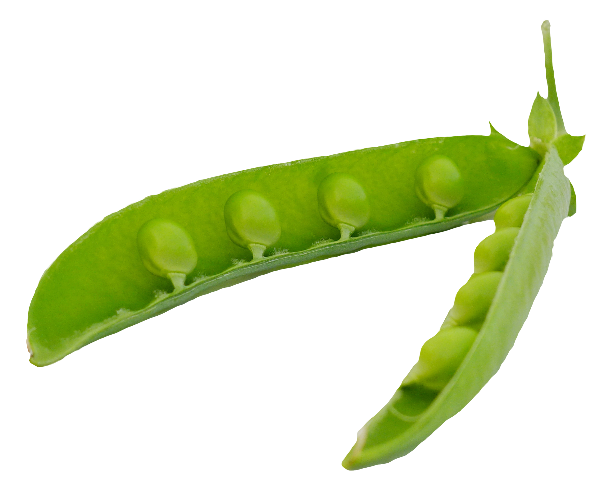 Green Organic Pea Transparent PNG Image