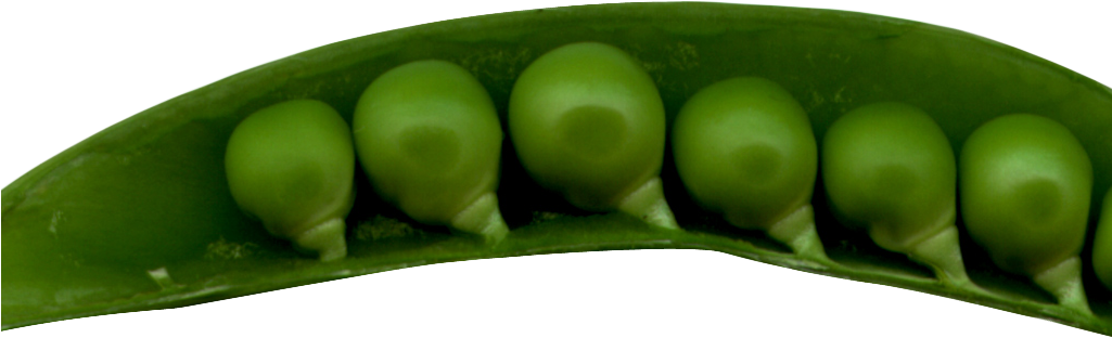 Green Organic Pea Transparent PNG Image