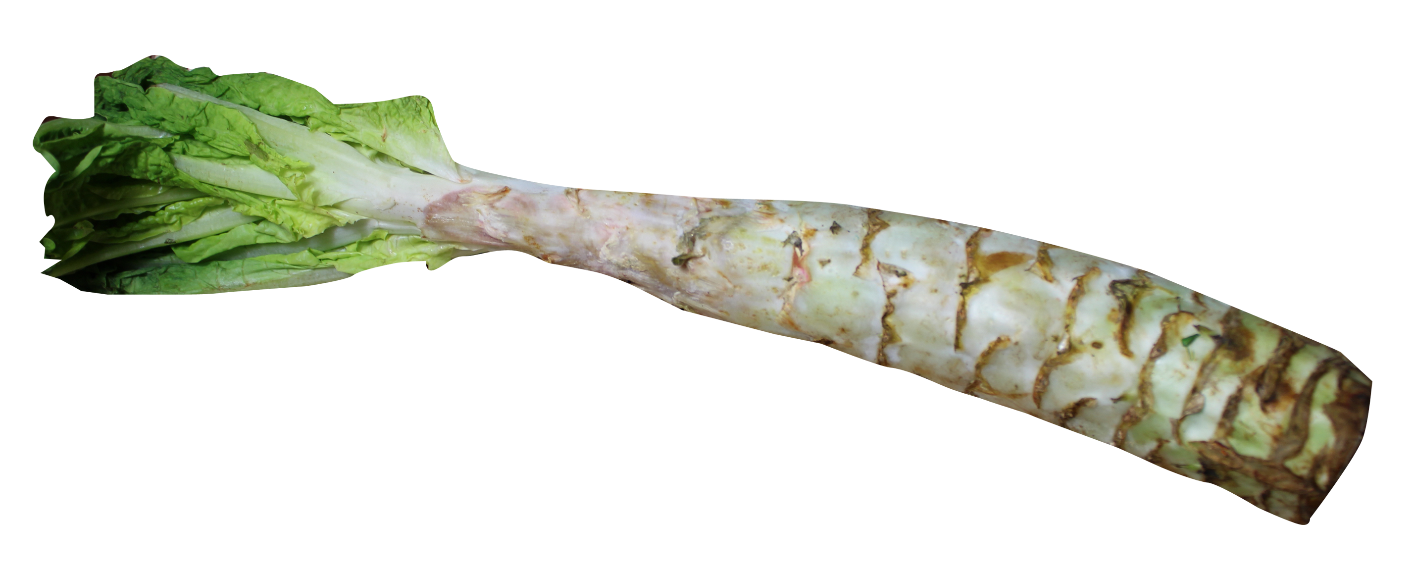 Celtuce Transparent PNG Image
