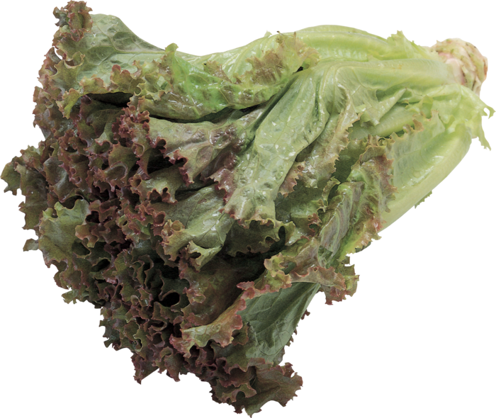 Celtuce Transparent PNG Image
