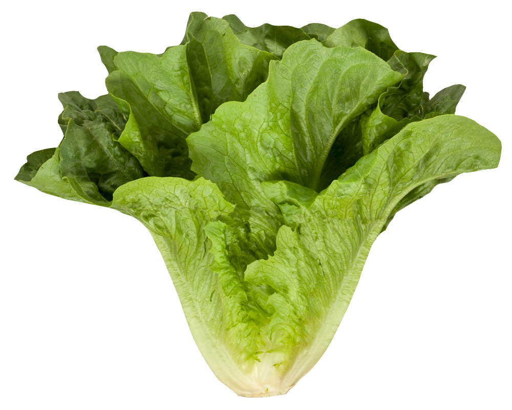 Fresh Celtuce Transparent PNG Image