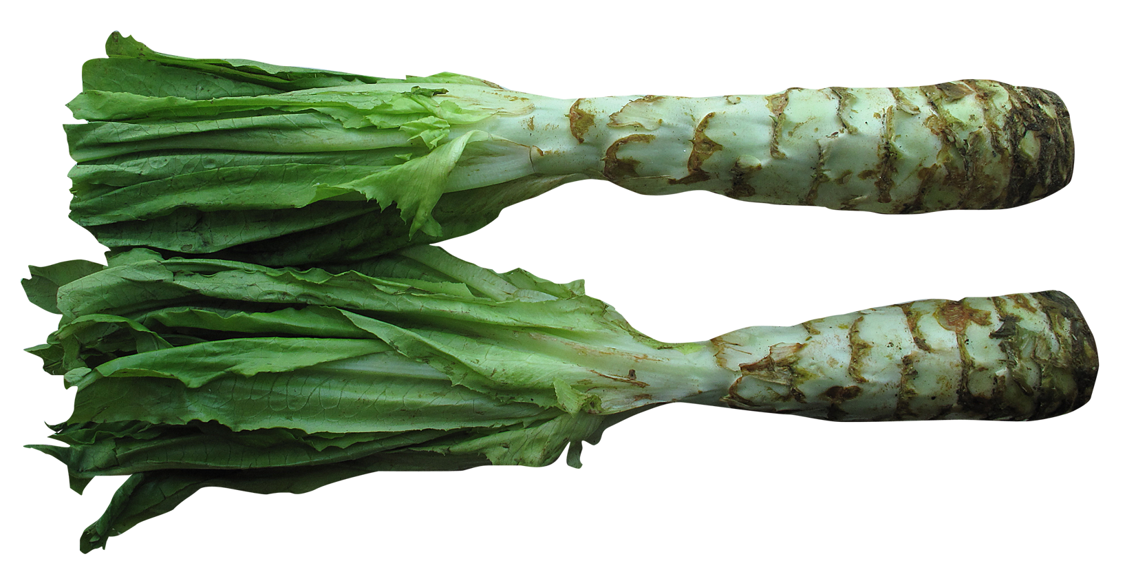 Fresh Celtuce Transparent PNG Image