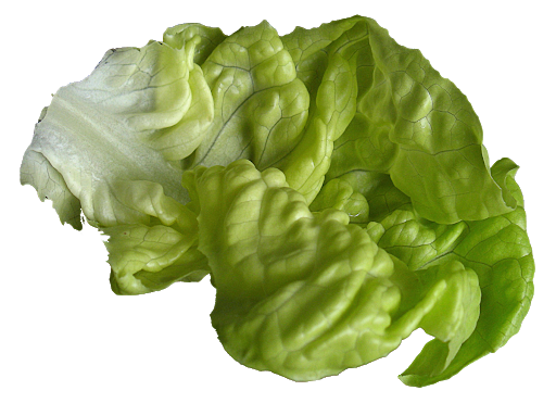 Celtuce Green Transparent PNG Image
