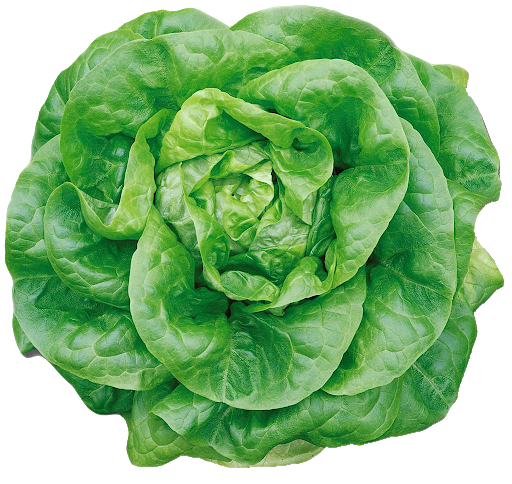 Celtuce Green Transparent PNG Image
