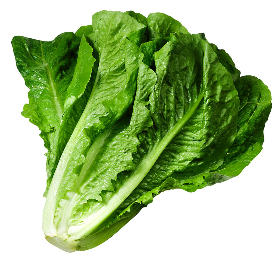Celtuce Green Transparent PNG Image