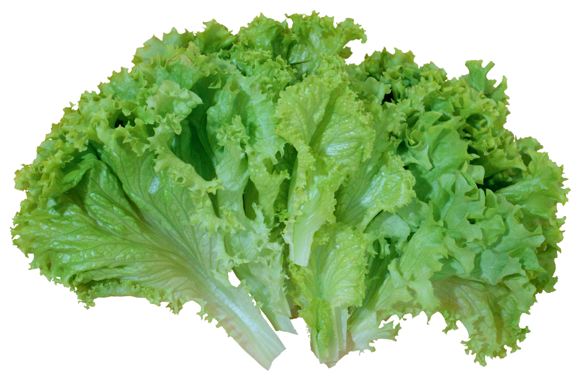 Celtuce Green Transparent PNG Image