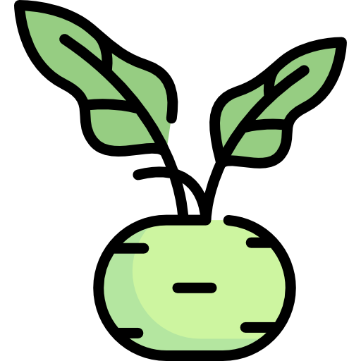 Kohlrabi Transparent PNG Image