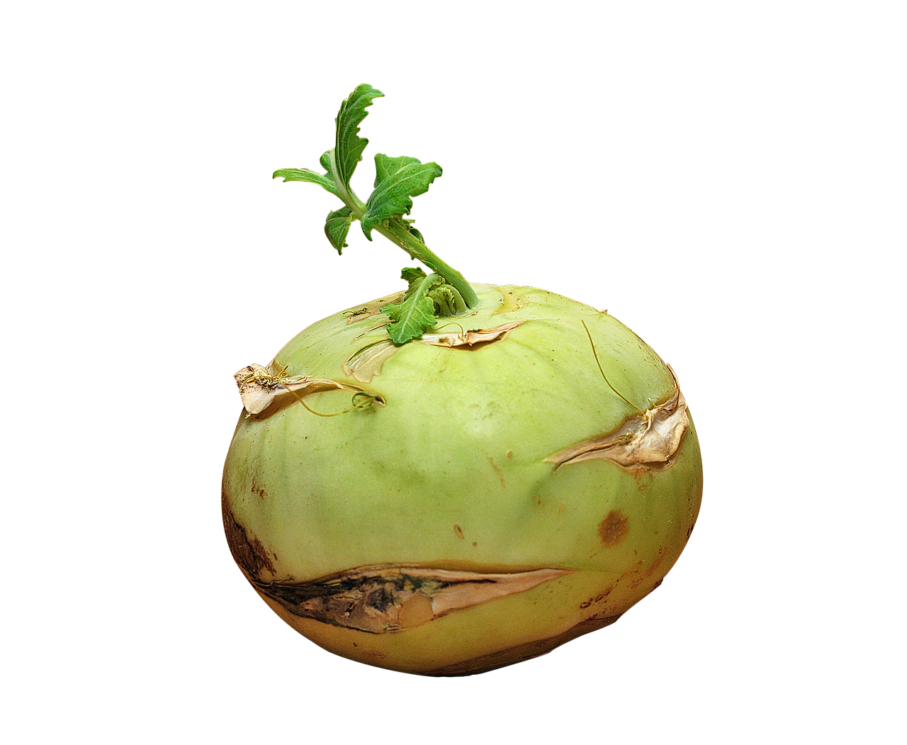 Kohlrabi Transparent PNG Image