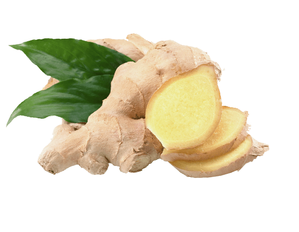 Fresh Galangal Transparent PNG Image