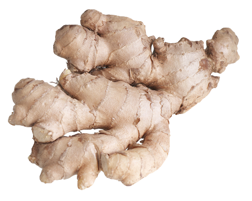 Fresh Galangal Transparent PNG Image