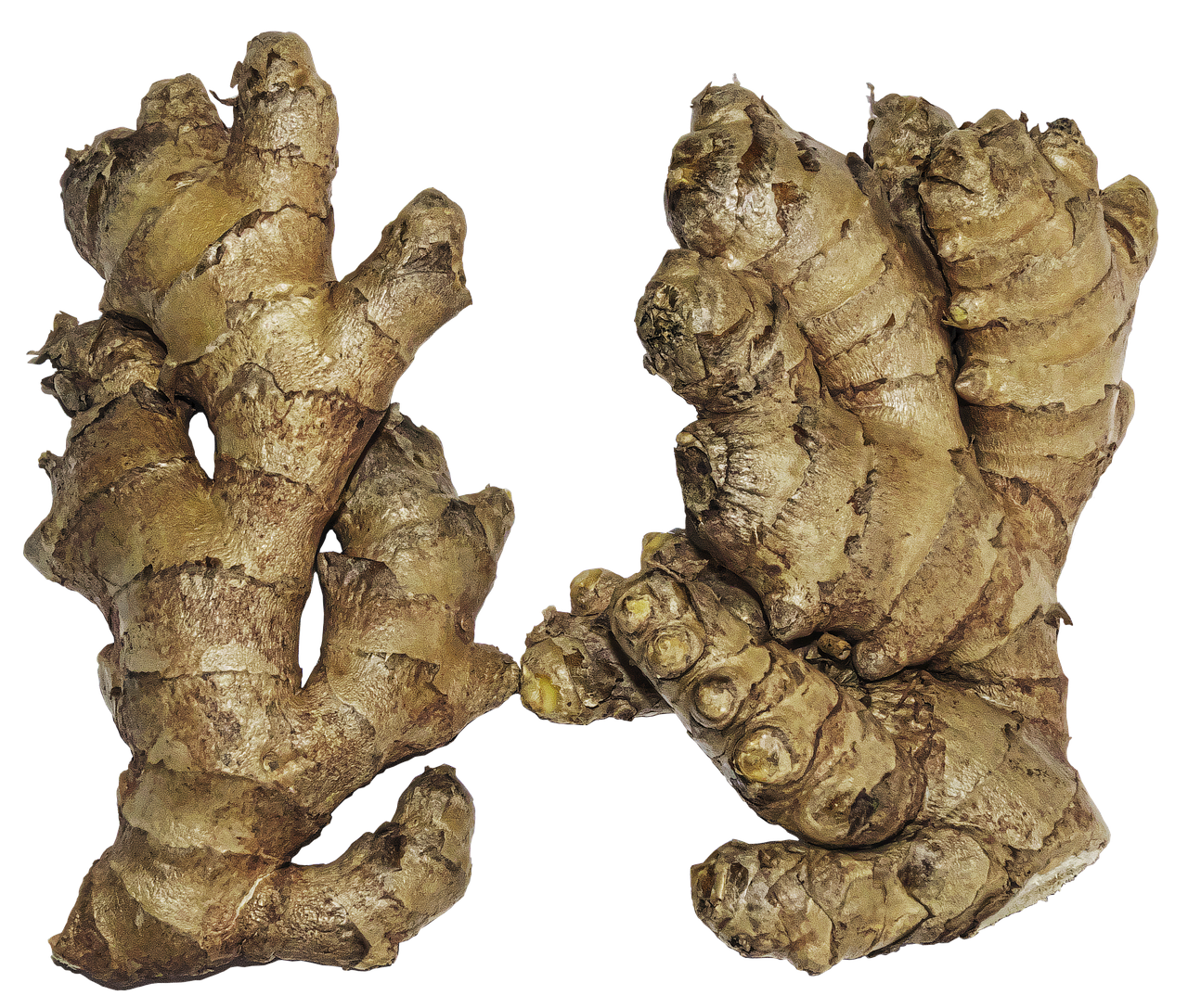 Fresh Galangal Transparent PNG Image