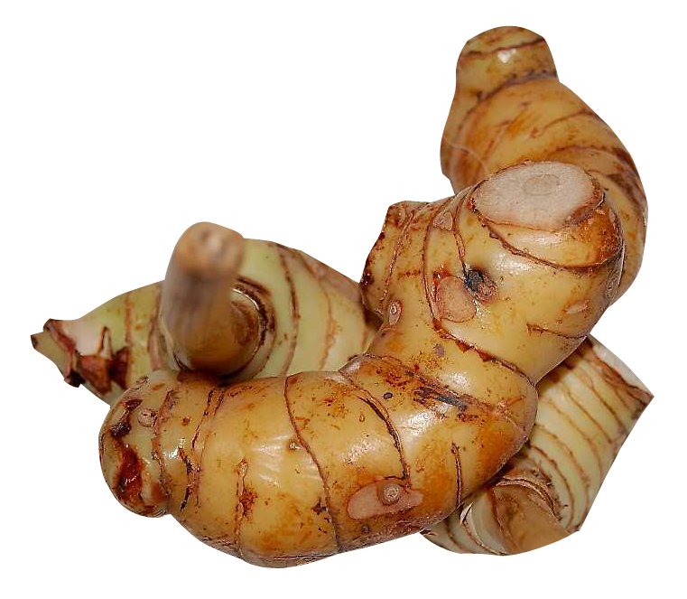 Fresh Galangal Transparent PNG Image