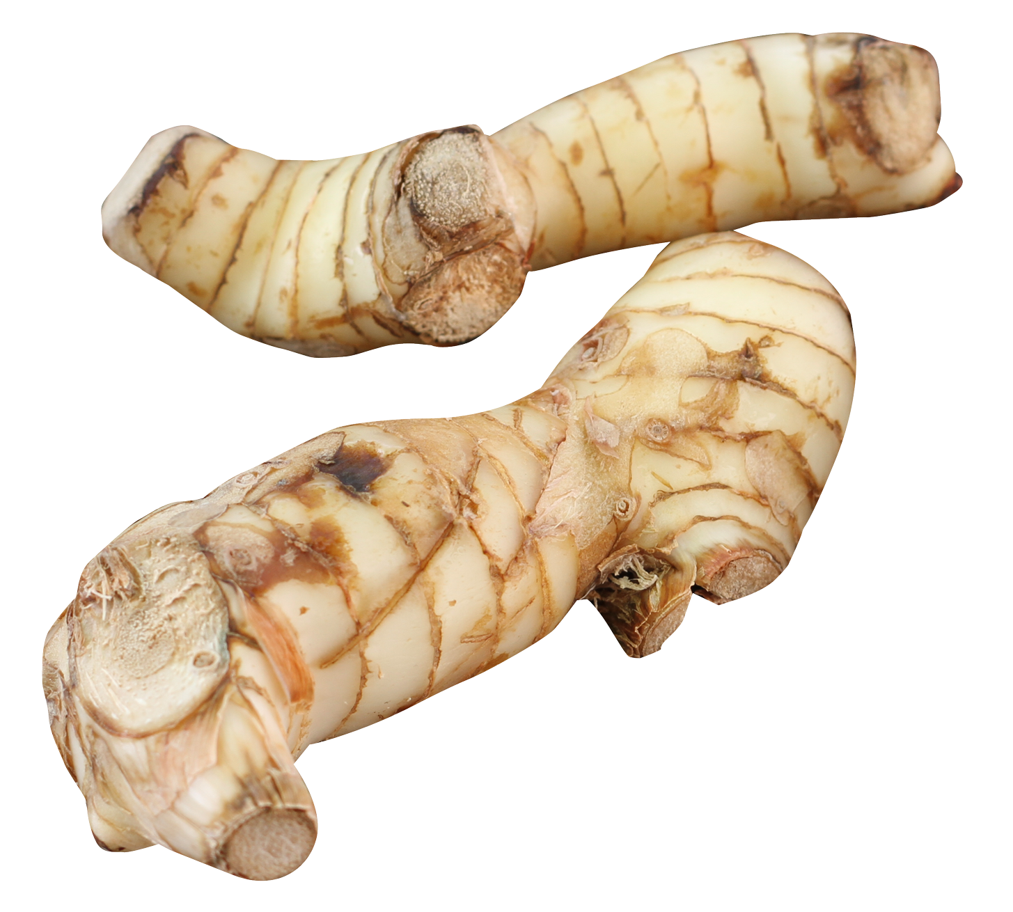 Galangal Transparent PNG Image