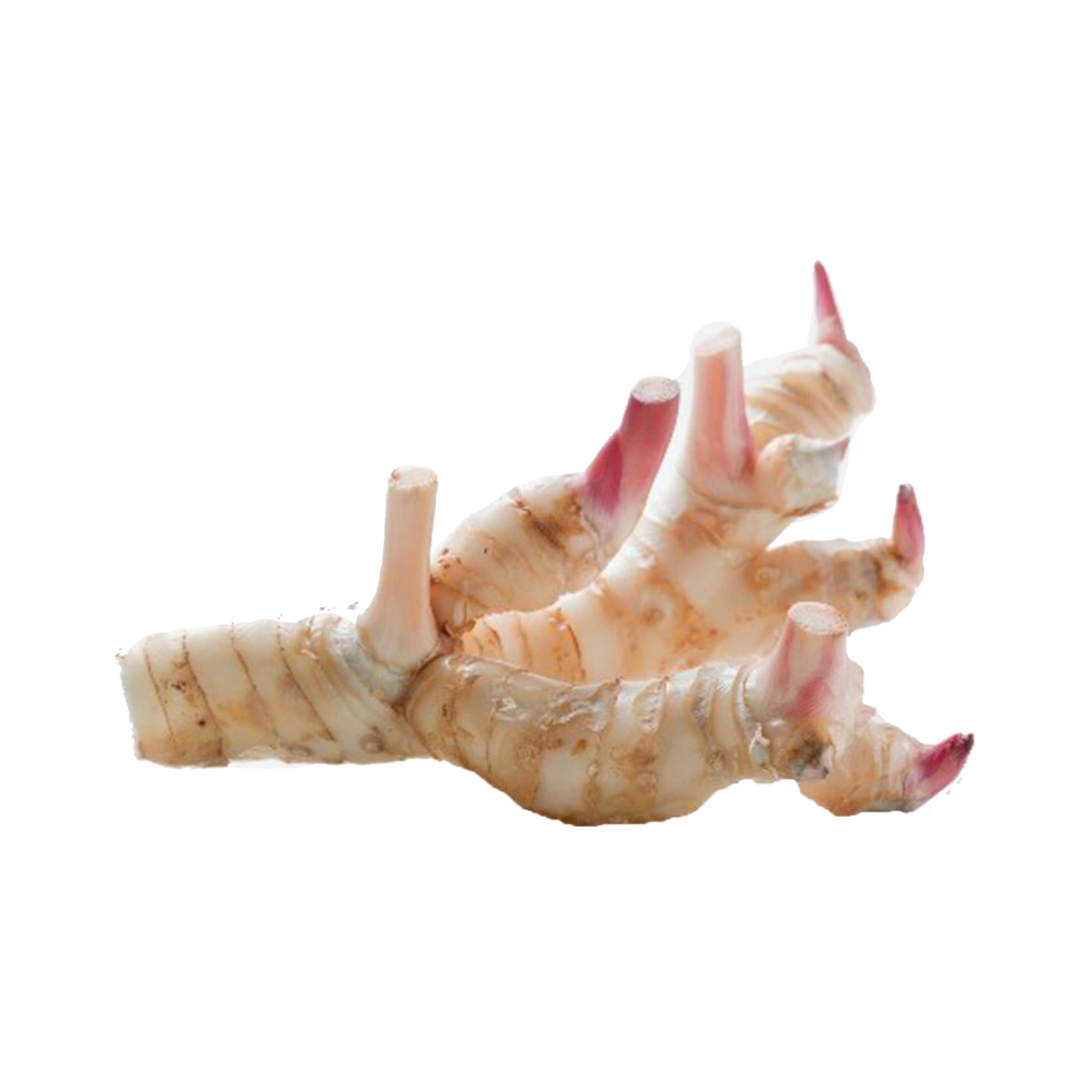 Pic Galangal Transparent PNG Image