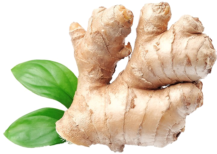 Organic Galangal Transparent PNG Image