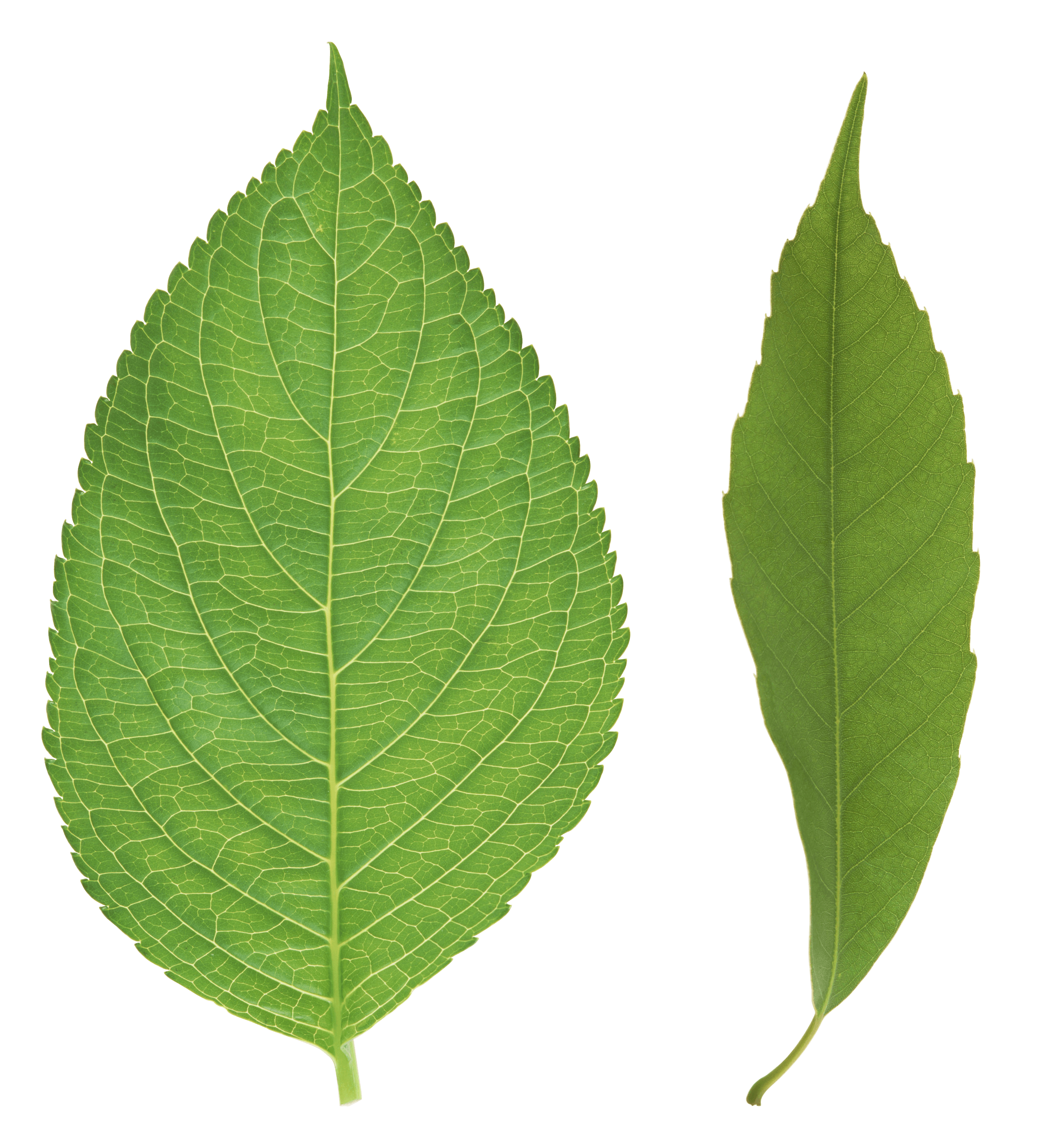 Green Leaf Transparent PNG Image