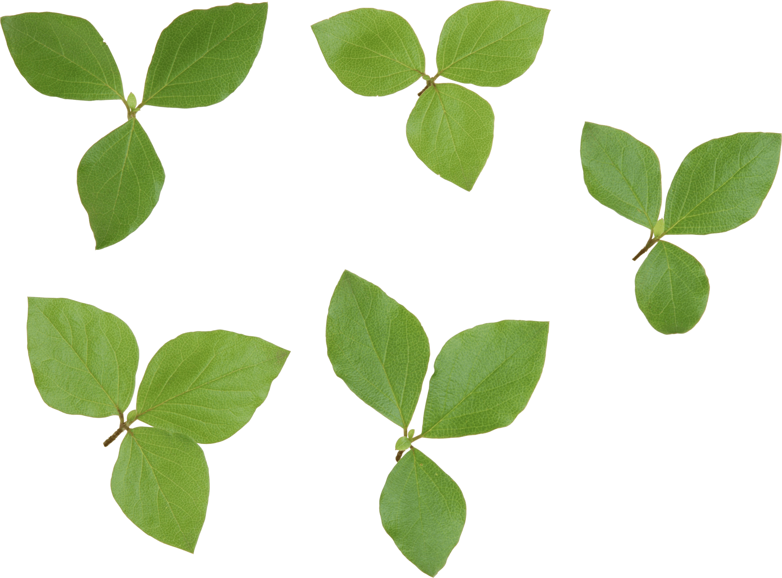 Green Leaf Transparent PNG Image