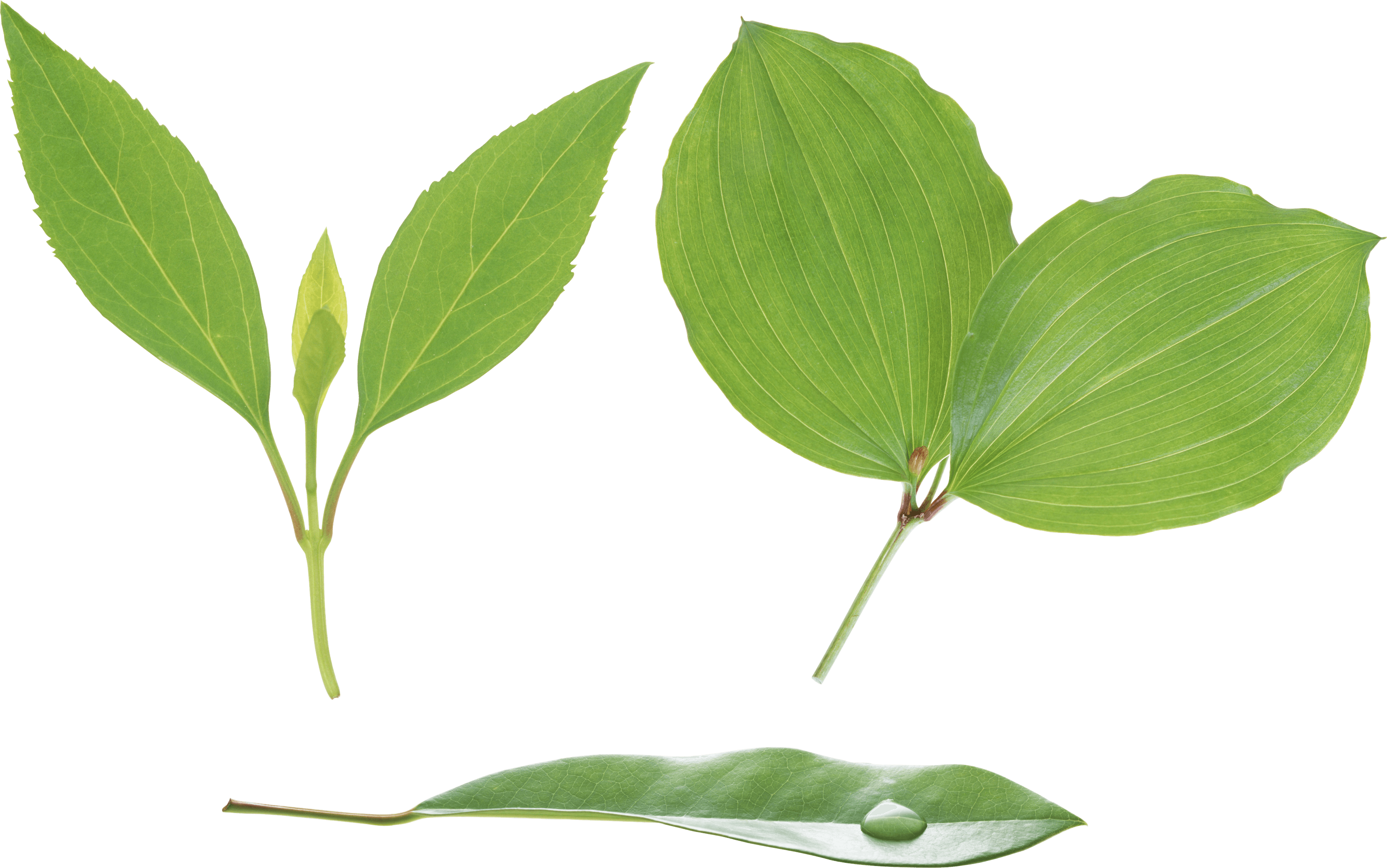 Green Leaf Transparent PNG Image