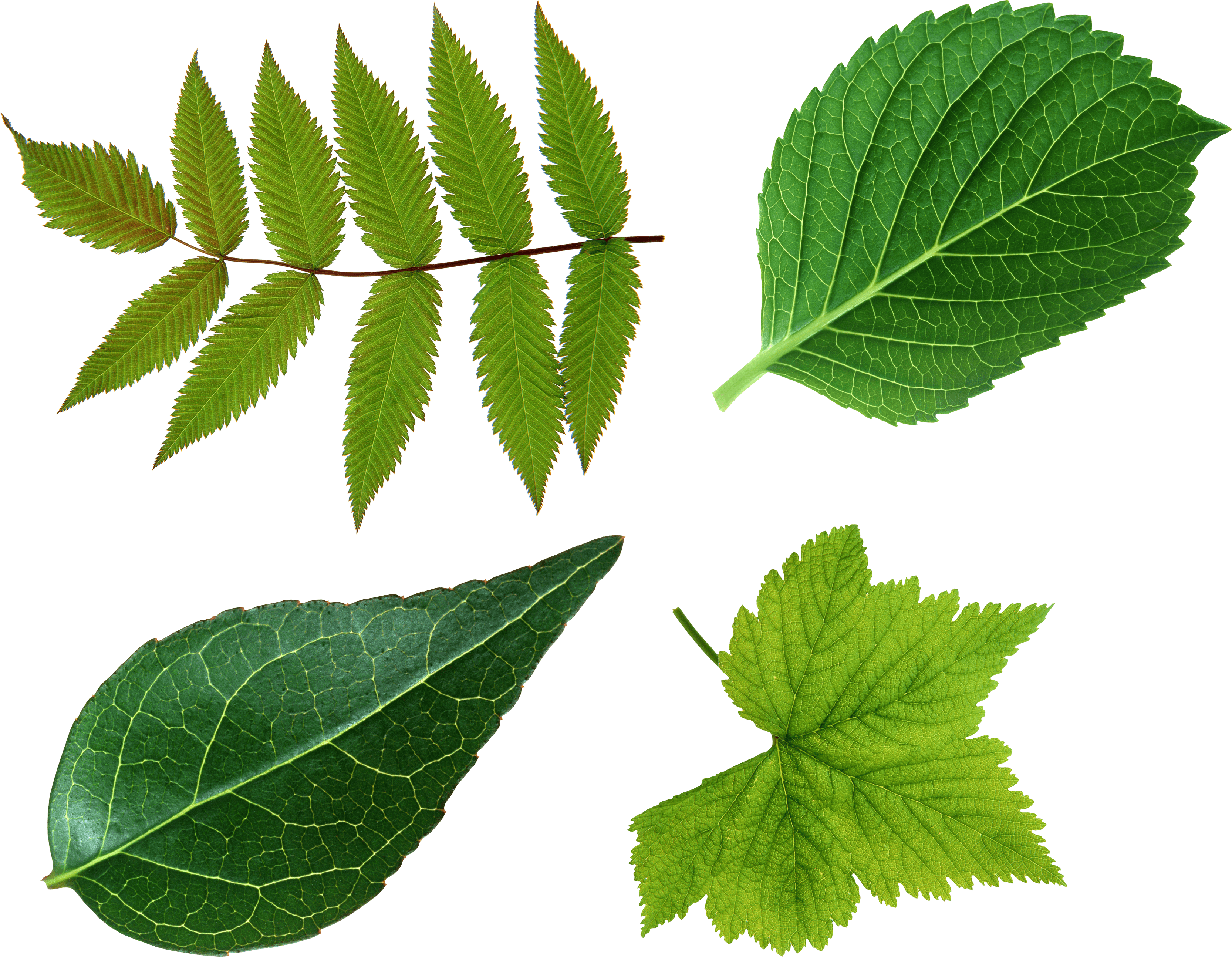 Green Leaf Transparent PNG Image