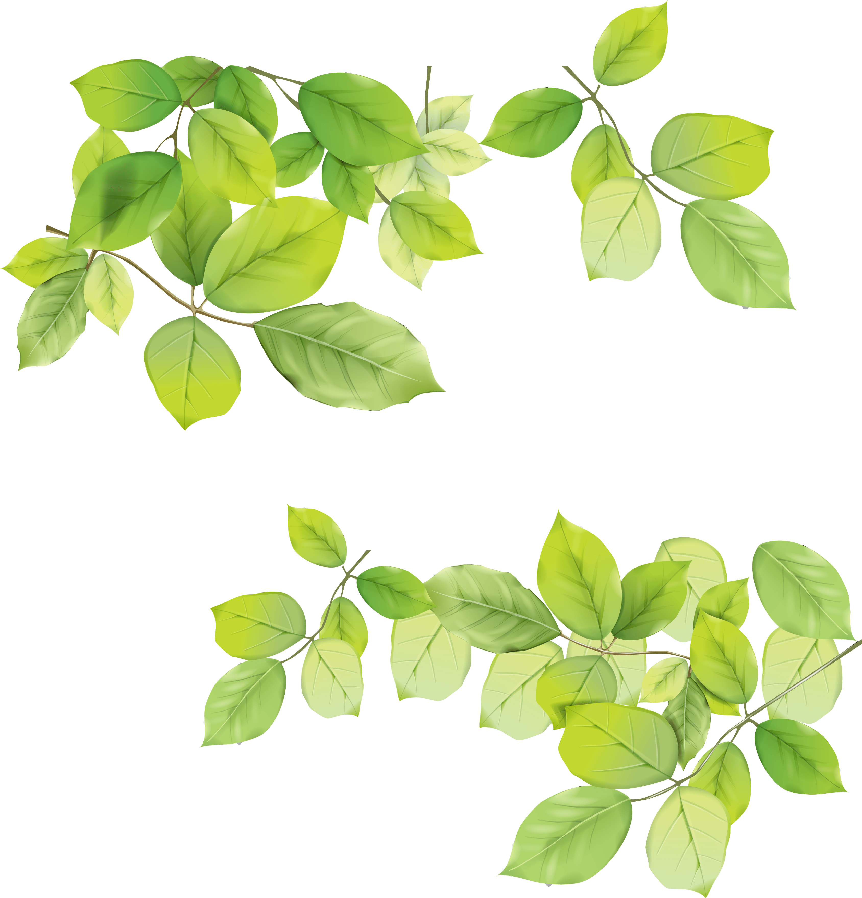 Green Leaf Transparent PNG Image