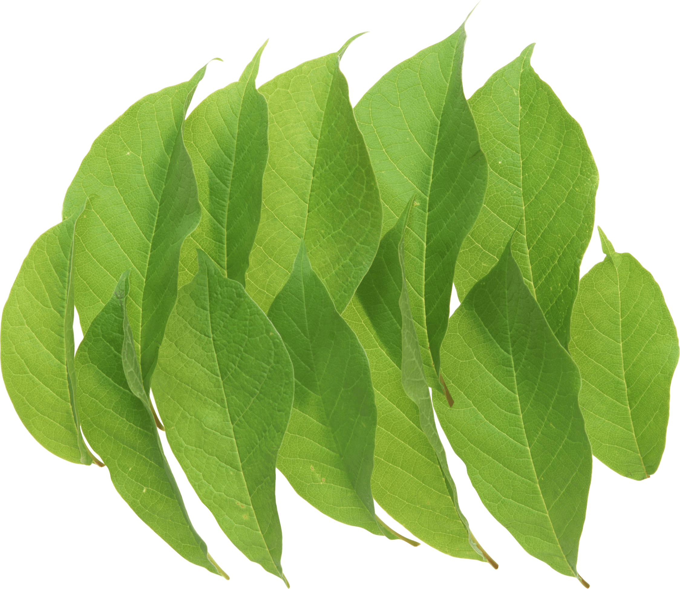 Green Leaf Transparent PNG Image