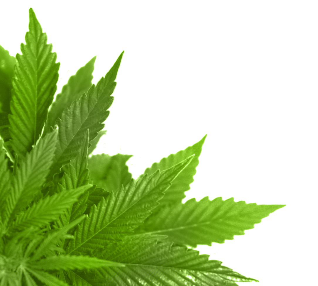 Green Leaf Transparent PNG Image