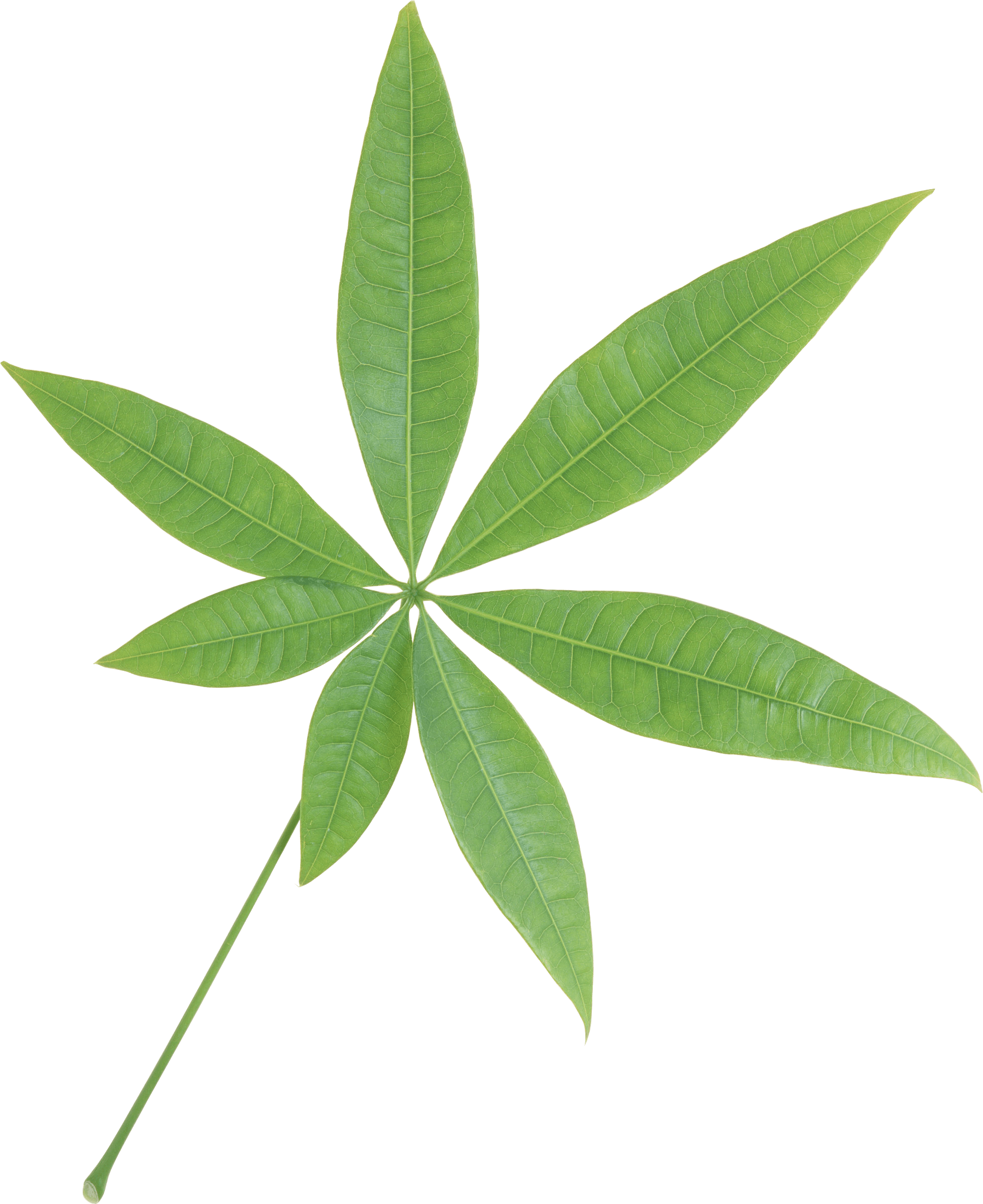 Green Leaf Transparent PNG Image